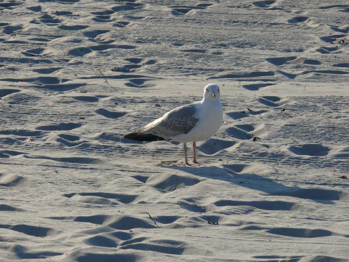 Am Ostseestrand Zingst Zewnętrze zdjęcie